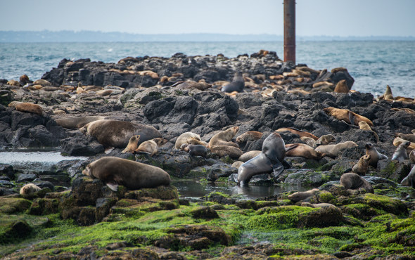  fur seals on rock on phillip island